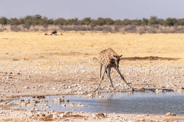Angolan Zürafaları, Giraffa Zürafaları, Namibya 'daki Etosha Ulusal Parkı' ndaki bir su birikintisinden su içiyorlar..