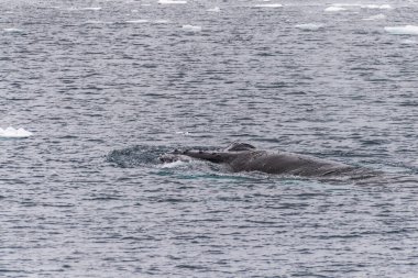 Bir kambur balinanın başına yakın çekim. Megaptera novaeangliae. Görüntü: Lemaire Kanalı, Antarktika Yarımadası.