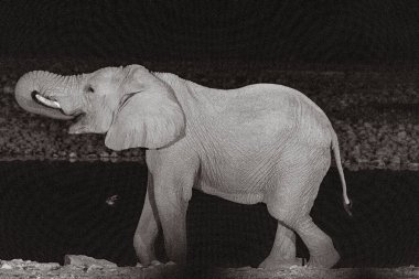 Etosha Ulusal Parkı 'ndaki bir su birikintisinden su içen bir filin gece görüntüsü..