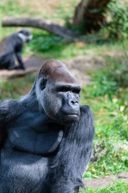 Gümüş sırtlı bir gorilin yakın çekimi Goril gorili.