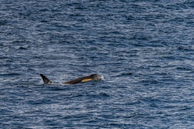Katil balina Orcinus Orca 'nın yakın çekimi, Anvers Adası yakınlarındaki Antarktika yarımadasının sularında yüzüyor..