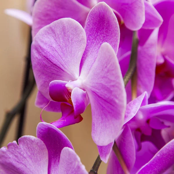 Las Orquídeas Hermosas Interior —  Fotos de Stock