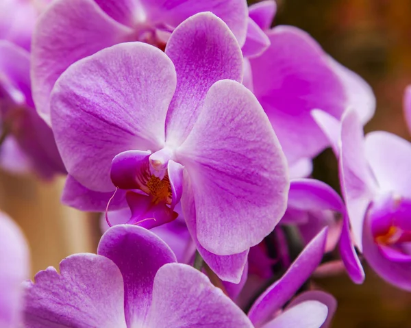 Красивые Орхидеи Внутри — стоковое фото