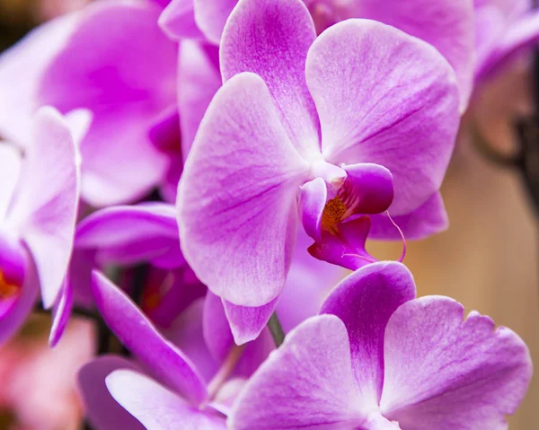 Las Orquídeas Hermosas Interior —  Fotos de Stock