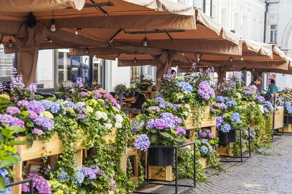 Moskwa Rosja Maja 2018 Malowniczej Ulicy Café Ozdobione Kwitnące Hortensje — Zdjęcie stockowe