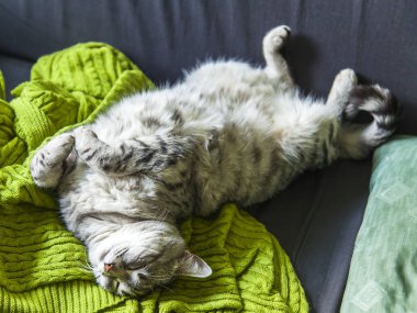 Tekir güzel gri tüylü kedi kanepede uyur