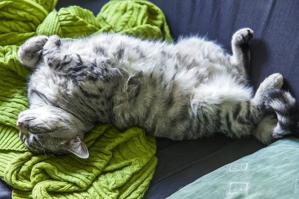 美丽的灰色毛茸茸的猫在沙发上睡觉 — 图库照片