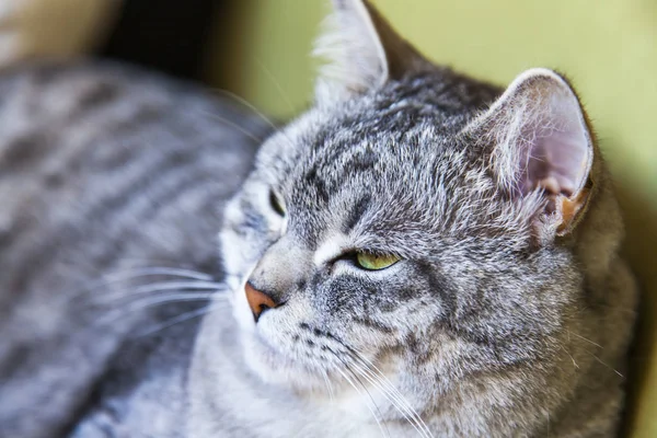 Beautiful Gray Fluffy Cat Tabby Looks Herself — Stock Photo, Image