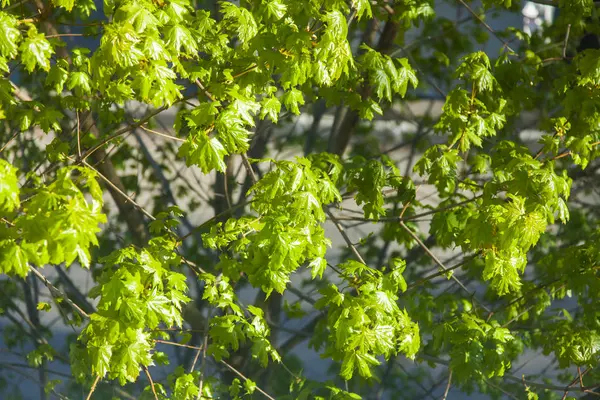 春の若い葉を持つ木の枝 — ストック写真