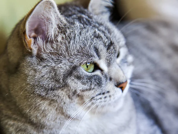 Die Schöne Graue Flauschkatze Von Tabby Sieht Sich — Stockfoto