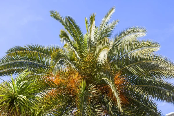 Una Hermosa Palmera Calle Ciudad Sobre Fondo Cielo — Foto de Stock