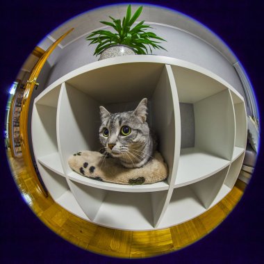 Tekir güzel gri tüylü kedi bir rafa oturur ve kendini görünüyor. Balıkgözü görünümü