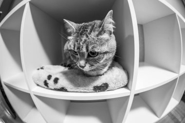 Tekir güzel gri tüylü kedi bir rafa oturur ve kendini görünüyor. Balıkgözü görünümü