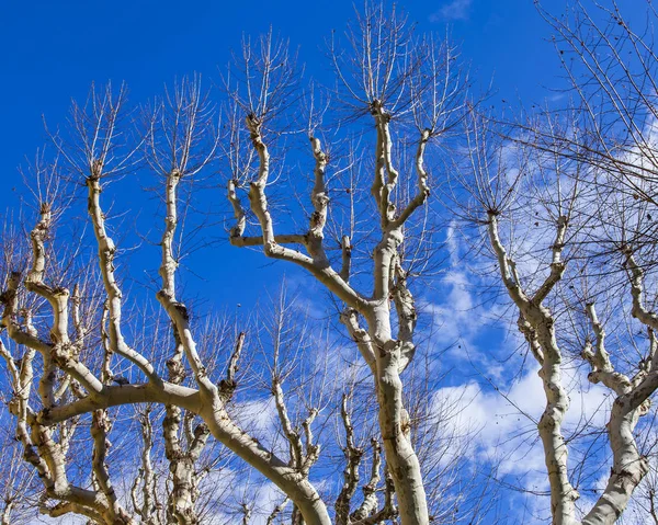 明るい紺碧の空の背景に対して春に葉のないクラウン — ストック写真