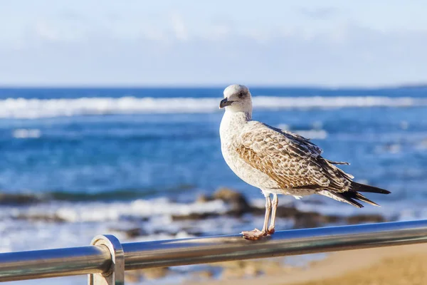 The seagull sits on a protection against the background of the sea