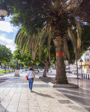 Las Palmas de Gran Canaria, İspanya, 10 Ocak 2018 üzerinde. Şehir merkezindeki eski ağaçlar güzel Caddesi. 