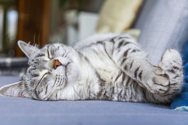 Tekir güzel kabarık kedi kanepede uyur