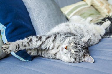 Tekir güzel kabarık kedi kanepede uyur
