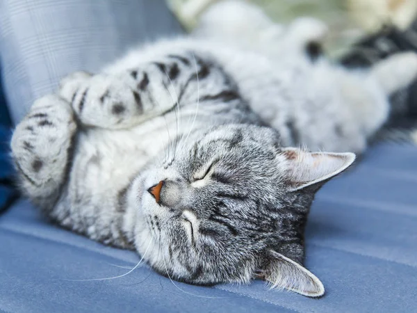 Tekir Güzel Kabarık Kedi Kanepede Uyur — Stok fotoğraf