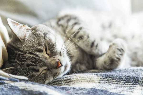 Beautiful Fluffy Cat Tabby Sleeps Sofa — Stock Photo, Image