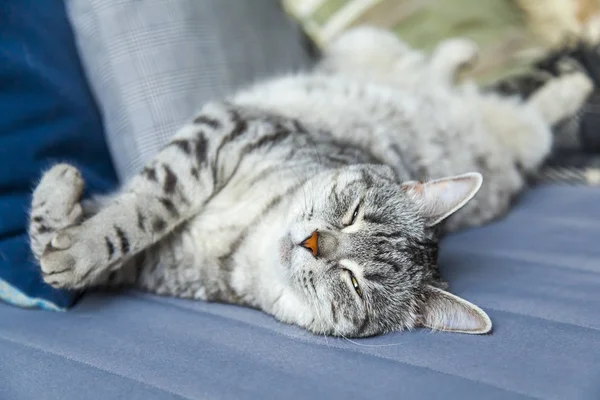 Hermoso Gato Esponjoso Tabby Duerme Sofá — Foto de Stock