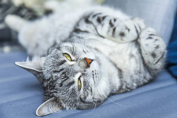 Hermoso Gato Esponjoso Tabby Duerme Sofá — Foto de Stock