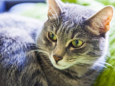 Güzel kabarık kedi tekir, kendini görünüyor