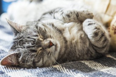 Tekir güzel kabarık kedi kanepede uyur