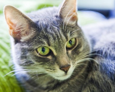 Güzel kabarık kedi tekir, kendini görünüyor