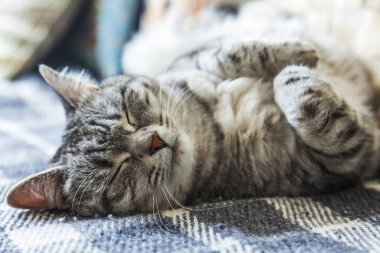 Tekir güzel kabarık kedi kanepede uyur