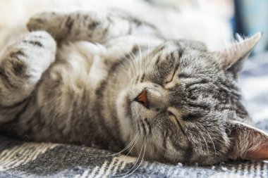 Tekir güzel kabarık kedi kanepede uyur