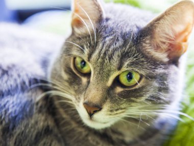 Güzel kabarık kedi tekir, kendini görünüyor