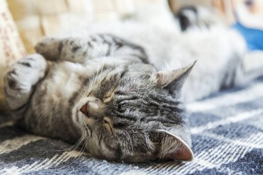 Tekir güzel kabarık kedi kanepede uyur