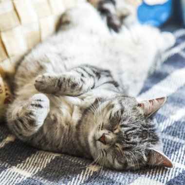 Tekir güzel kabarık kedi kanepede uyur