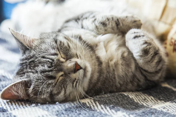 那只漂亮的绒毛猫在沙发上睡觉 — 图库照片