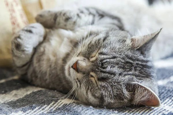 Hermoso Gato Esponjoso Tabby Duerme Sofá — Foto de Stock