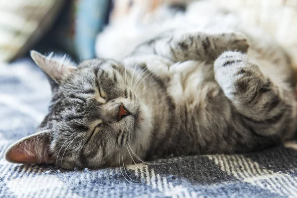 Tekir güzel kabarık kedi kanepede uyur