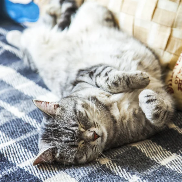 虎猫の美しいふわふわ猫はソファーで眠る — ストック写真