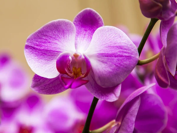 İç kısımda güzel orkideler 