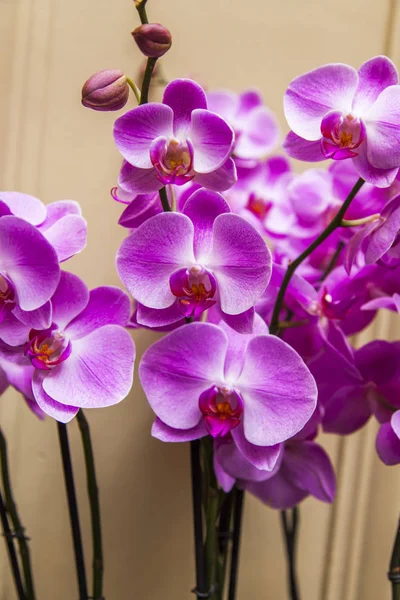 Belle Orchidee Interno — Foto Stock