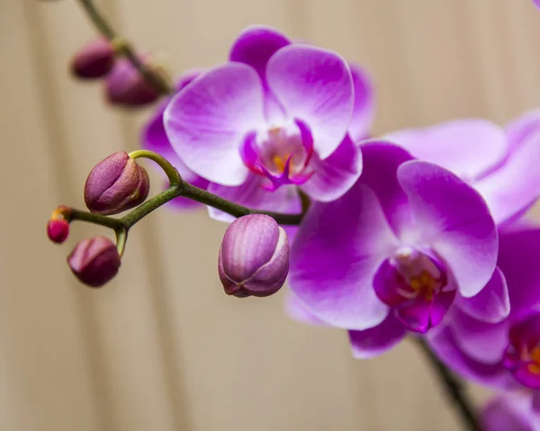 Красиві Орхідеї Інтер Єрі — стокове фото