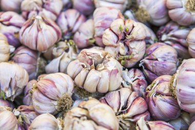 Taze sarımsak bir gösteri-pencere pazarının düzenlendiği