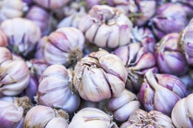 Taze sarımsak bir gösteri-pencere pazarının düzenlendiği