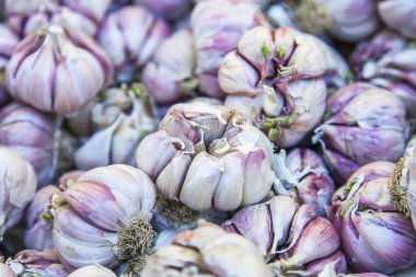 Taze sarımsak bir gösteri-pencere pazarının düzenlendiği