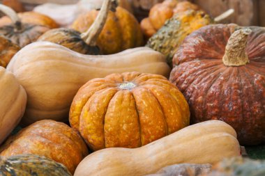 Piyasa tezgahında çeşitli derecelerde taze balkabakları