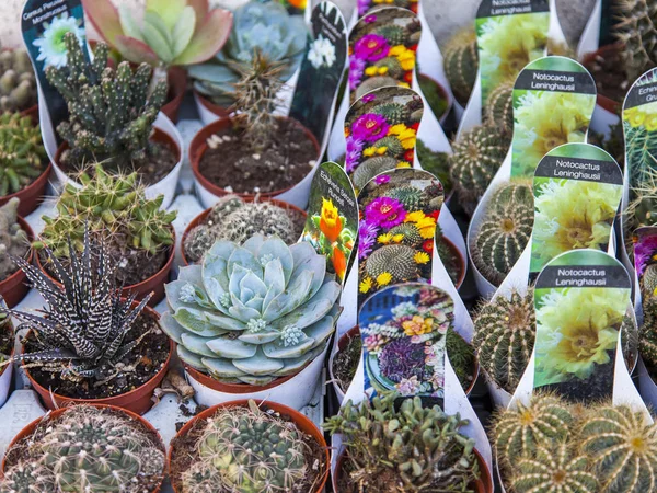 2017 Verkauf Von Kakteen Verschiedener Sorten Auf Dem Blumenmarkt — Stockfoto