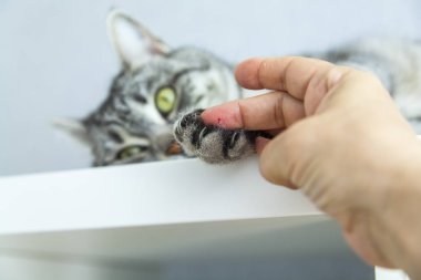 Kedinin forepaw pençeleri ile yakın çekim