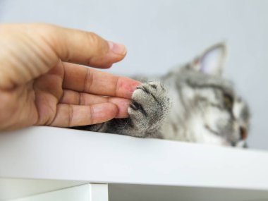 Kedinin forepaw pençeleri ile yakın çekim