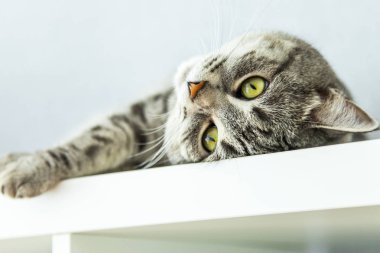 Güzel kabarık kedi tekir, kendini görünüyor