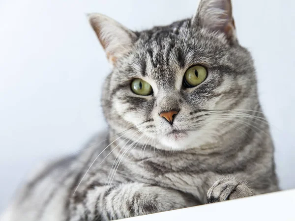 Beautiful Fluffy Cat Tabby Looks Herself — Stock Photo, Image